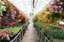 Colorful rows of flowers and hanging baskets in greenhouse