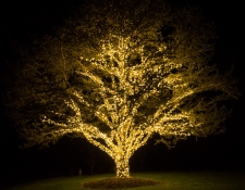 Giant tree with long wide branches strung with yellow lights